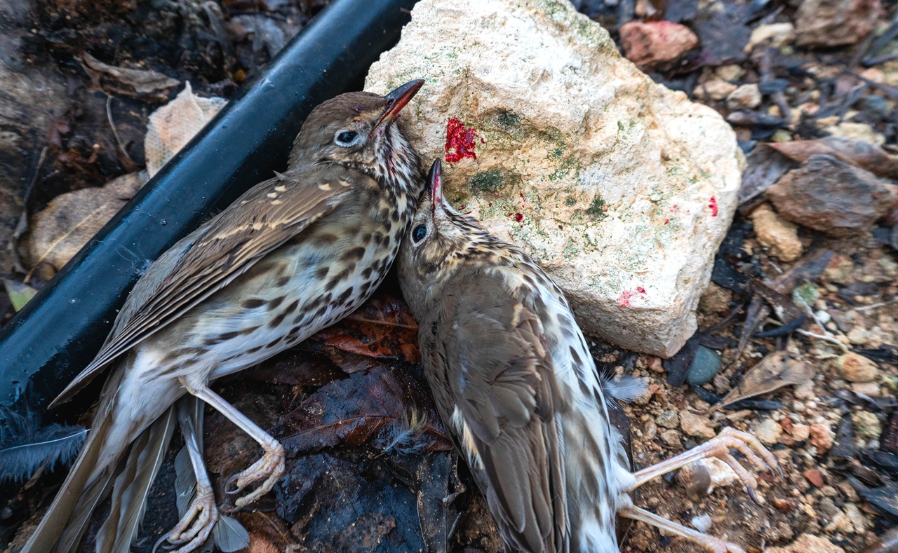 Cyprus: Once again this year, the winter culling of song thrush - Bild 2